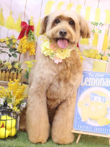 20240418メルシィちゃん